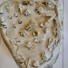 Održana radionica ”Stopama dinosaura” 7